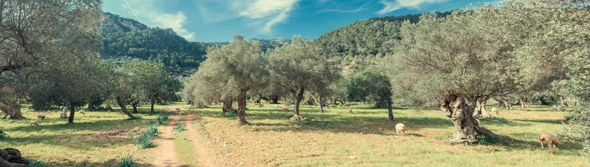 Foto op Canvas olijfgaard op het eiland Mallorca © juanjo