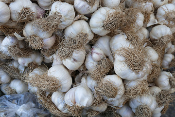 fresh garlic sold at the spice store,