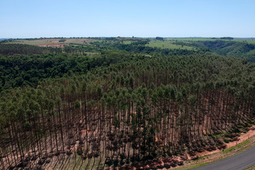 Fototapeta na wymiar Forest of eucalyptus tree in Sao Paulo state, Brazil