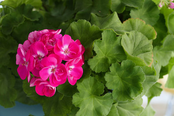 ornamental flowers with pink flowers,