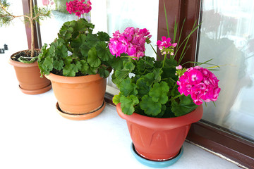 ornamental plants on the windowsill, pot flowers on the windowsill,