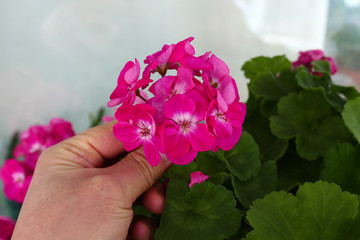 ornamental flowers with pink flowers,