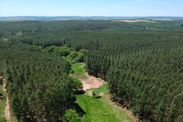 Aerial view of drone of a planted eucalyptus forest in Brazil