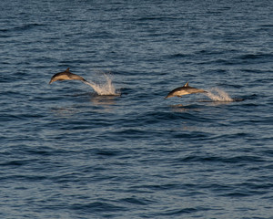 Fototapeta premium Dolphins jumping out of the ocean in California 