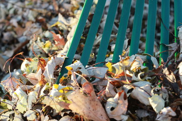 Rake tines against fall leaves