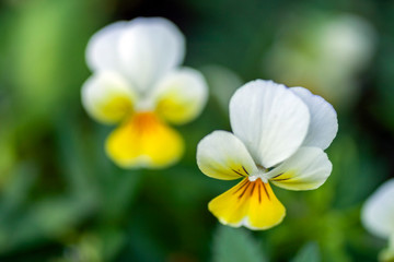 Fototapeta na wymiar Close up shot of a Viola flower