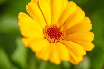 Close up shot of a daisy flower