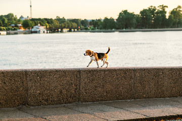 Active dog walking on fence on embankment along river