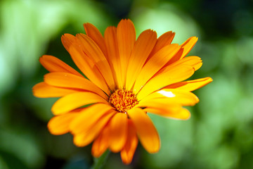 Close up shot of a daisy flower