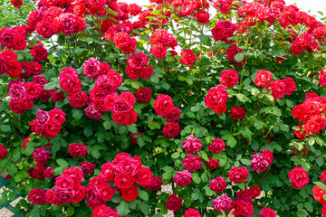 Close up shot of a red rose bush