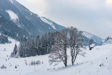 Twin trees and winter mountain landscape in the Alps. The hills, trees and mountains covered with snow.