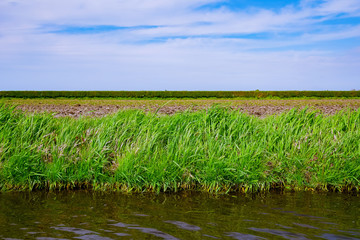 Riverbank overgrown with grass