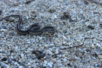 Small snake flicking tongue