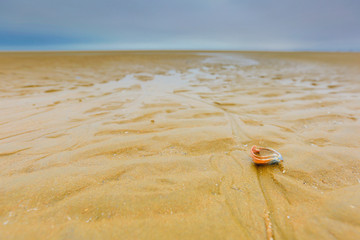 Obraz premium Beach or about the beach, water, sand, dunes, Camber sands.
