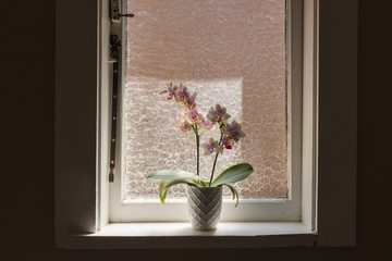 Close up of phalaenopsis orchid in small pot on rustic window sill with moody afternoon sunlight (selective focus)