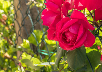 flower red rose closeup view