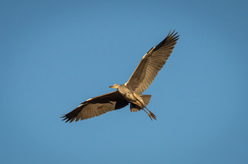 Heron in flight with its wings spread
