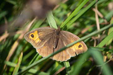 Meadow Brown butterfly with a double eyespot