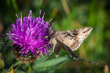 Silver Y moth on Common Knapweed