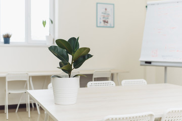 Minimalism in one picture. Flower pot on white background