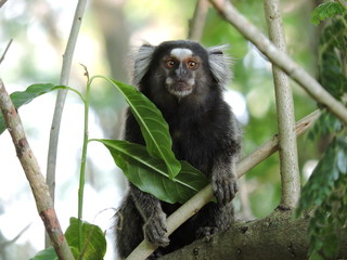 marmoset
