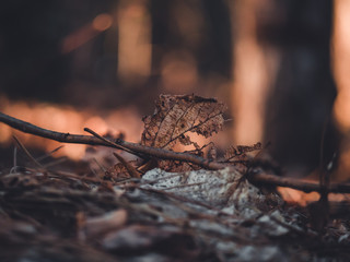 Dry leaf in autumn forest closeup. Autumn leaf. Dark background.