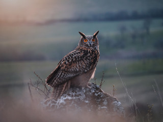 Eurasian eagle-owl (Bubo Bubo) by sunset. Eurasian eagle owl with orange eyes sitting on ground....