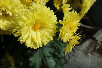 Closeup view of lovely yellow flower against a green leaves background