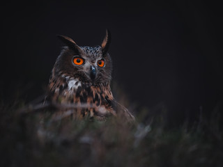 Eurasian eagle-owl (Bubo Bubo) by sunset. Eurasian eagle owl with orange eyes sitting on ground. Owl in evening forest. Dark foreground.