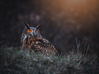 Eurasian eagle-owl (Bubo Bubo) by sunset. Eurasian eagle owl with orange eyes sitting on ground....