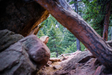 Mysterious Forest Peeking Through on the Trail