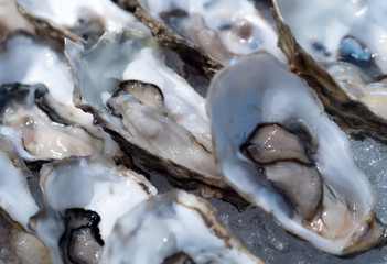 Tasty fresh shucked oysters on ice. Raw oysters packed with nutrition, high in calcium, potassium, magnesium, vitamin and mineral. Flavor are sweet and refreshing. Believed to be aphrodisiac. Close up