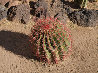 Scenic views of the Arizona Desert