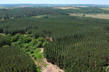 Aerial view of drone of a planted eucalyptus forest in Brazil