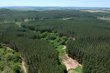 Fototapeta na wymiar Aerial view of drone of a planted eucalyptus forest in Brazil