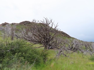 Torres del Paine