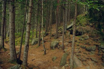 forest trees nature landscape background moody weather soft colors outdoor environment