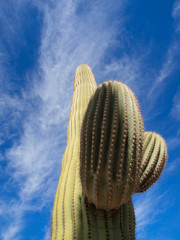 Scenic views of Saguaro National Park