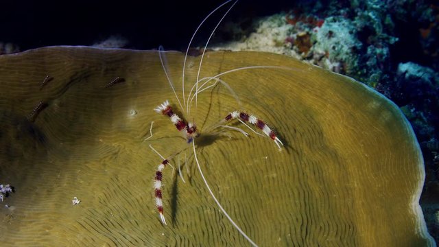 A banded coral shrimp, Stenopus hispidus, presents itself in the coral reef of the Maldives, Indian Ocean