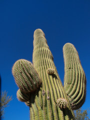 Scenic views of Saguaro National Park