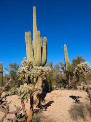 Scenic views of Saguaro National Park