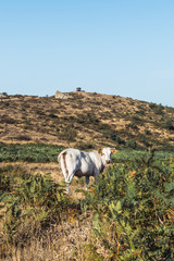 A cow in the countryside under the Sicilian sun