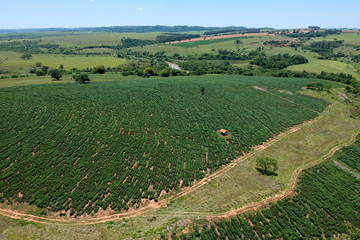 Fototapeta na wymiar Aerial view of cassava field in Sao Paulo state