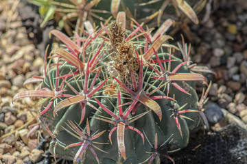CACTUS TOP