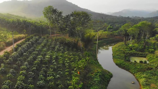 Robusta coffee plantations during the coffee flowers blooming early morning aerial view on drones in the country. Thailand.