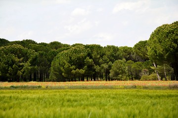 Fototapeta premium trees and poppies in a field