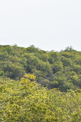 Fototapeta na wymiar A Green Forest Trees On Hill