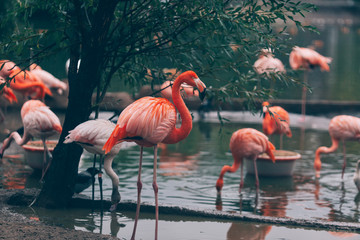 Pink flamingos nearby the water