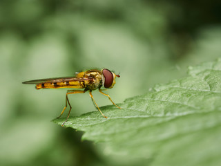 fly on leaf