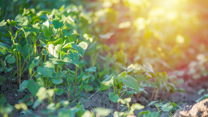 Obraz premium Young buckwheat plants lit up sun on field. Growing buckwheat for beekeeping and porridge production.